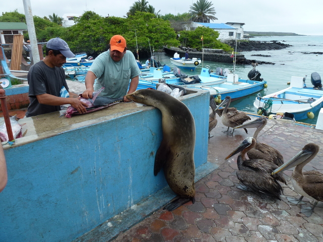 fish market puerto ayora galapagos