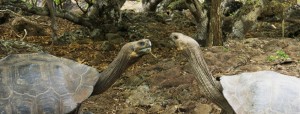 galapagos turtles